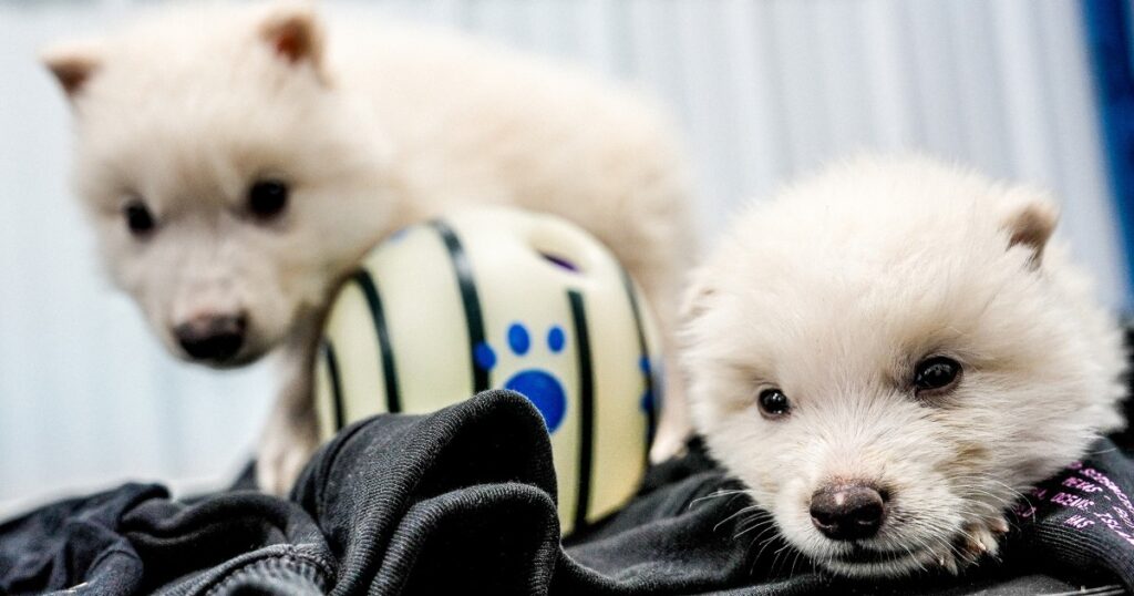 Genetic engineers bring back extinct wolves with white fur and