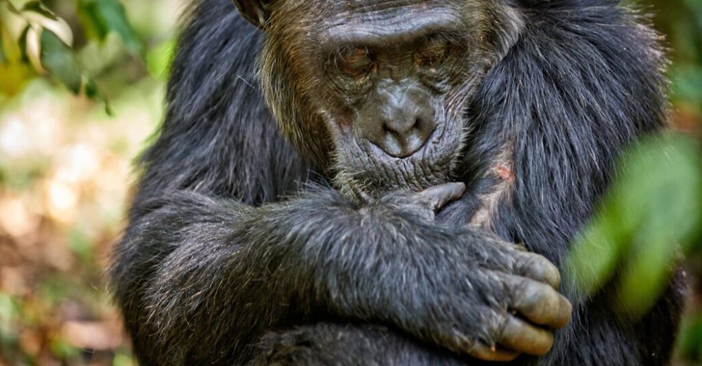 Human wounds heal significantly slower than those of other mammals.