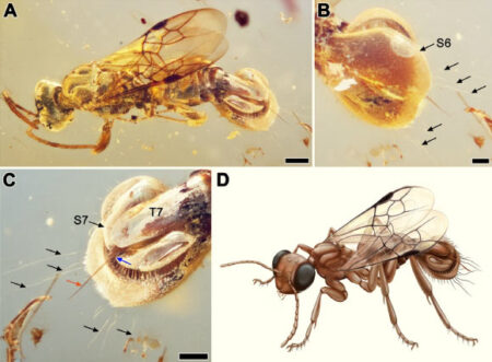 In kachin amber, we discovered preserved odd parasitic wasp species