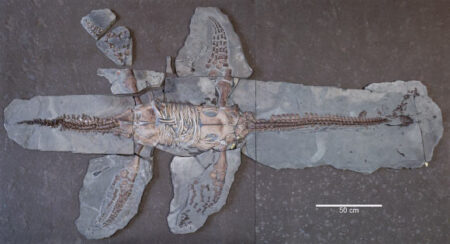 Insightful discoveries: new fossils shed light on plesiosaurus diversity and