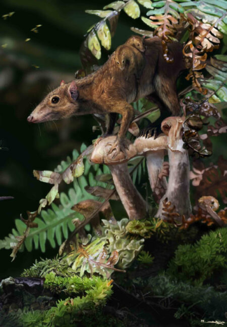 Mammals evolved to thrive on land in the late Cretaceous period. Mammals evolved to thrive on land in the late cretaceous
