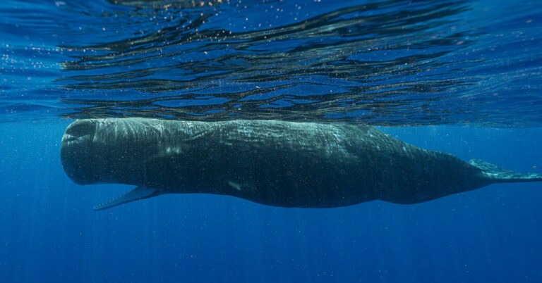 Man confesses to selling teeth and bones of sperm whales