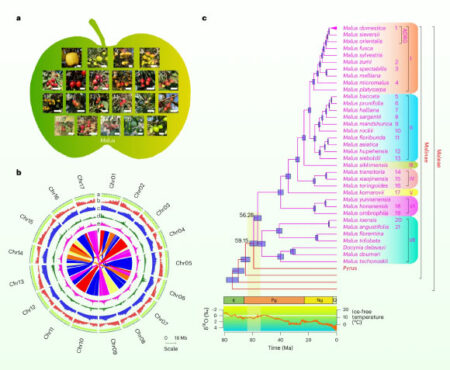 New genome study unveils the evolution and diversity of the