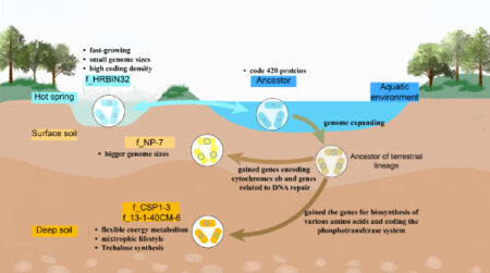 New phylums of bacteria uncovered in earth's deep soil by