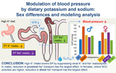 New modeling studies suggest that ratios of potassium to sodium