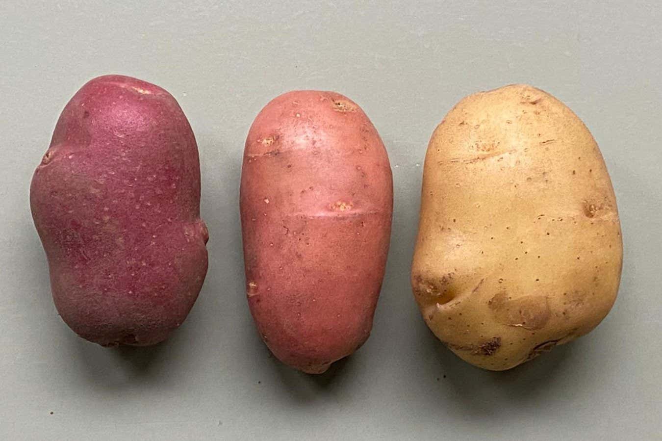New types of vegetables can be developed through plant skin