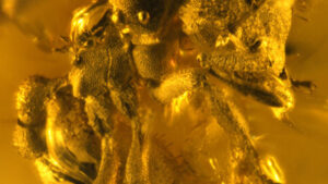 Newly discovered dirt species found preserved in dominican amber