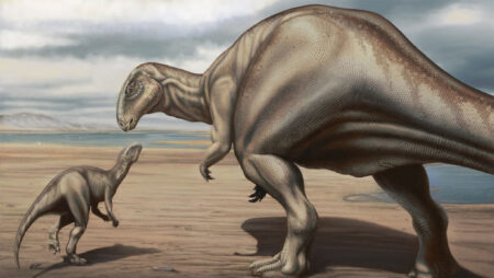 Newly discovered fossils of the iguanodon dinosaur found in portugal