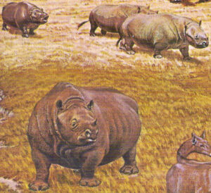 Paleontologists reveal that extinct north american rhinoceros thrived in large