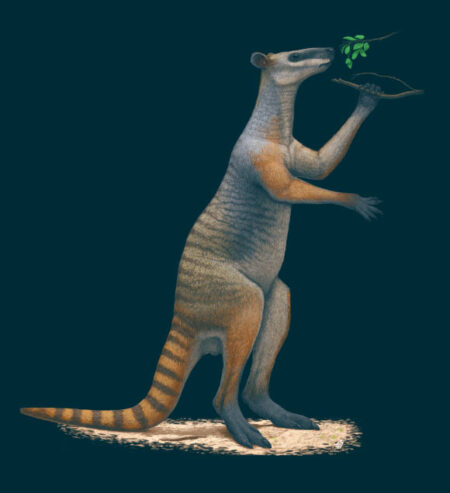 Research Indicates That the Size of Small Houses Made Ancient Giant Kangaroos Susceptible to Local Extinction Research indicates that the size of small houses made ancient