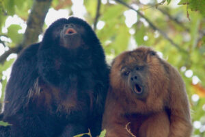 Research shows that new world monkeys are superior yodelers