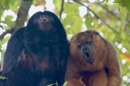 Research shows that New World Monkeys are superior yodelers Research shows that new world monkeys are superior yodelers