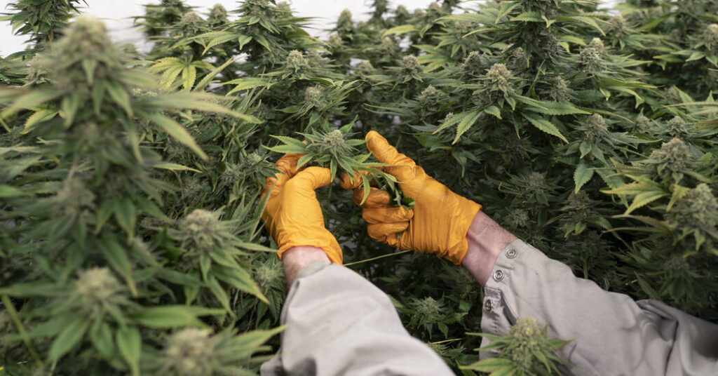 Research shows that elderly individuals are seeking care for cannabis use due to increased risk of dementia. Research shows that elderly individuals are seeking care for cannabis