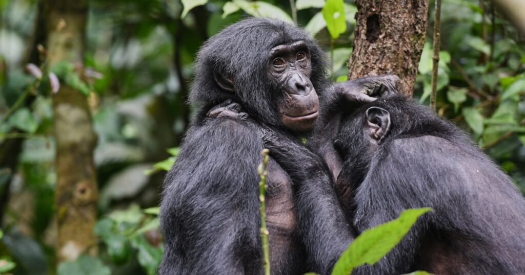 Research suggests that female bonobos band together to avoid male aggression Research suggests that female bonobos band together to avoid male