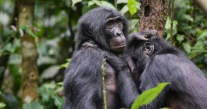 Research suggests that female bonobos band together to avoid male