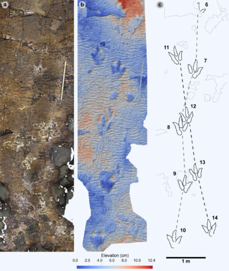 Researchers unearth massive dinosaur tracks dating back 167 million years