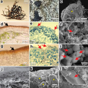 Study finds liches are resilient to simulated mars atmosphere exposure