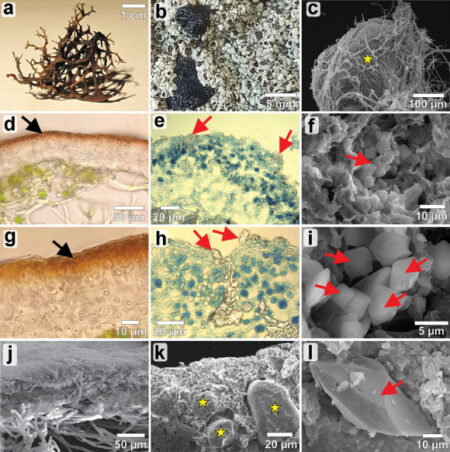Study finds liches are resilient to simulated mars atmosphere exposure