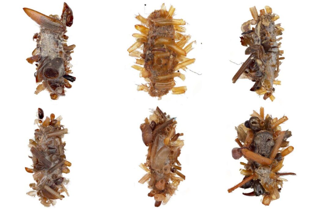 The bone collector: caterpillar donning a disguise of dead insect