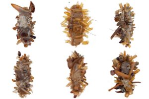 The bone collector: caterpillar donning a disguise of dead insect