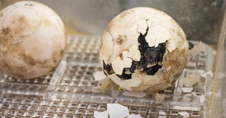 The endangered galapagos turtle welcomes 100 hatchlings as first time mother