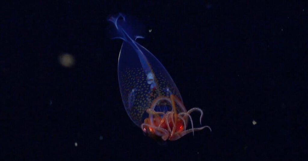 The giant squid: a remarkable first sighting