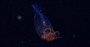 The giant squid: a remarkable first sighting