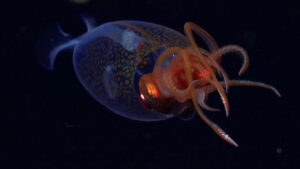 The giant squid captured on film for the first time