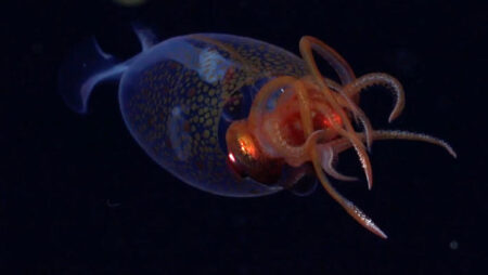 The giant squid captured on film for the first time