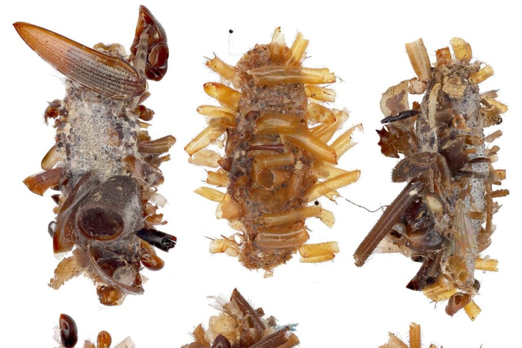 The new "bone collector" caterpillar adorns itself with the remains