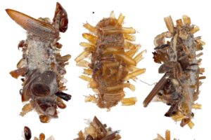 The new "bone collector" caterpillar adorns itself with the remains