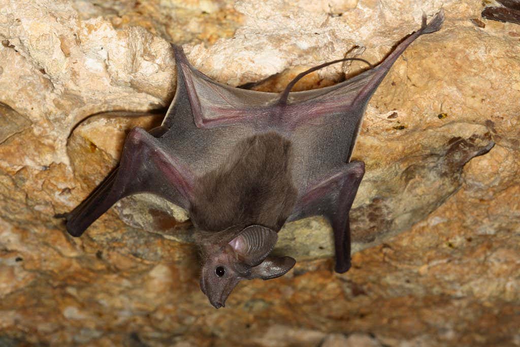 The bat that walked backward developed a unique navigation technique