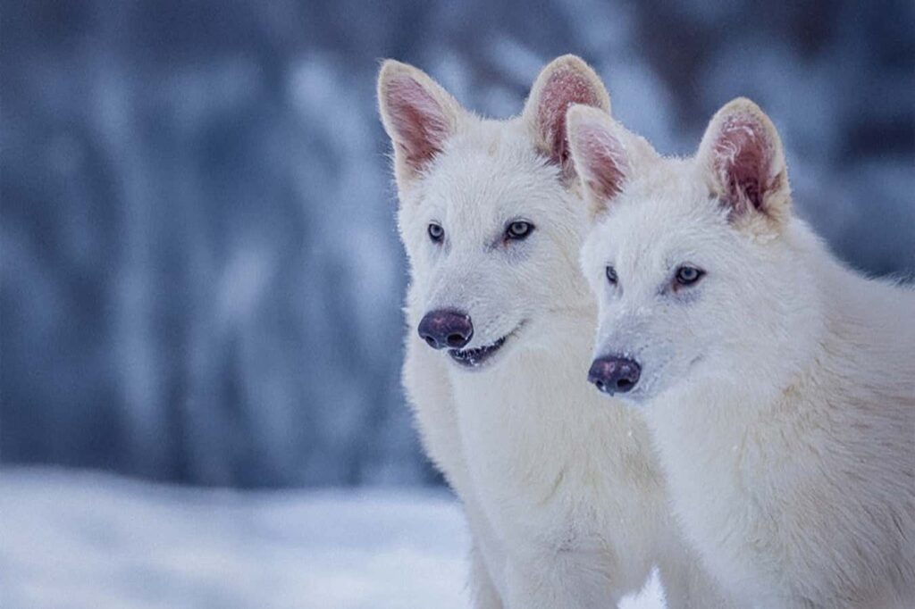 The miserable wolves remain extinct. The miserable wolves remain extinct.