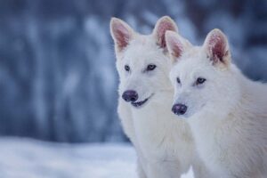 The miserable wolves remain extinct.