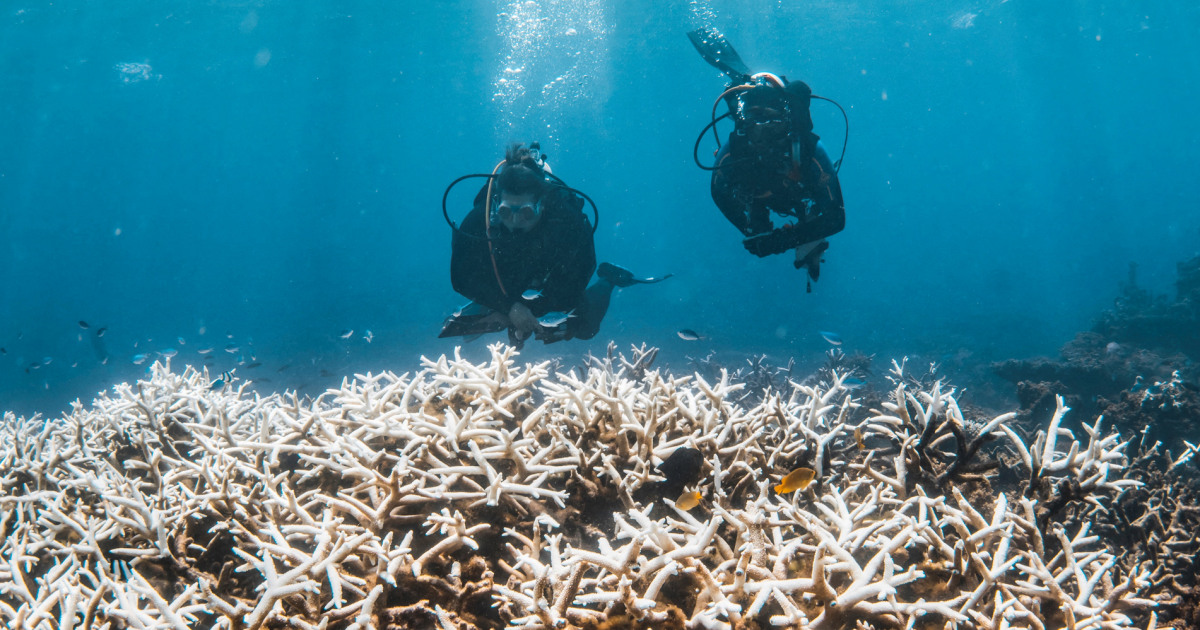 The most severe bleaching event on record has affected 84%