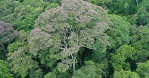 This tree is yearning to be struck by lightning
