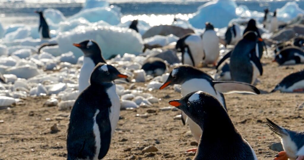 Tourists in antarctica fund scientific research amid government cuts