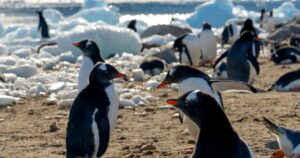 Tourists in antarctica fund scientific research amid government cuts