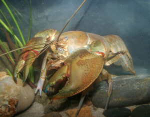 Twenty million years ago, the giant freshwater crayfish inhabited new