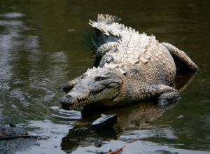 Two new species of neotropical crocodile discovered