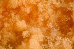 Using fungi based living materials to create sustainable buildings