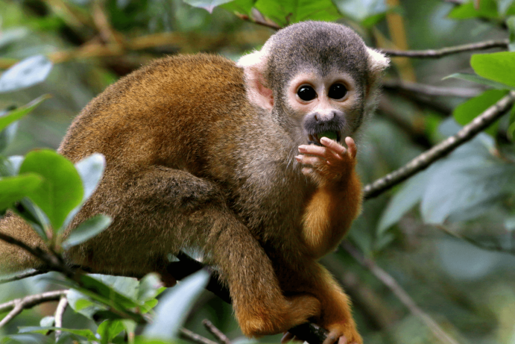 Video evidence shows that these monkeys are the world's best