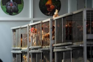 Video exposes lax biosecurity in new york poultry market during