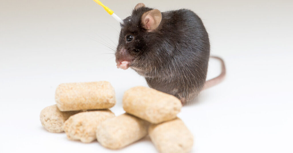 What rodents teach us about weight loss and hunger