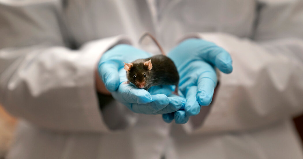 When trump halts the study, the experimental animal is euthanized