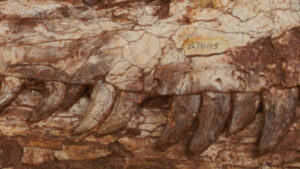 Yuanmouraptor jinshajiangensis: newly identified carnivorous dinosaurs