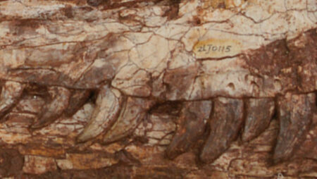 Yuanmouraptor jinshajiangensis: newly identified carnivorous dinosaurs