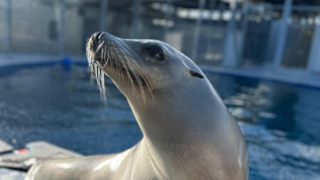 15 year old california sea lion trainer outshines humans in rhythm skills
