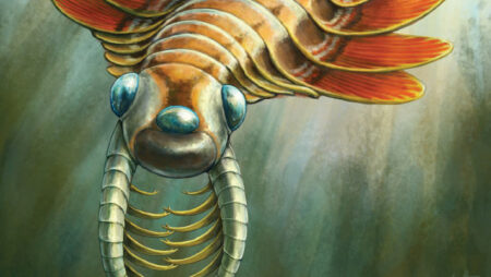 A new species of cambrian radiodont discovered by burgess shale
