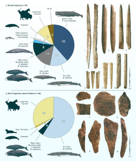 Ancient whale bone tool discovered in spain, dating back 20,000